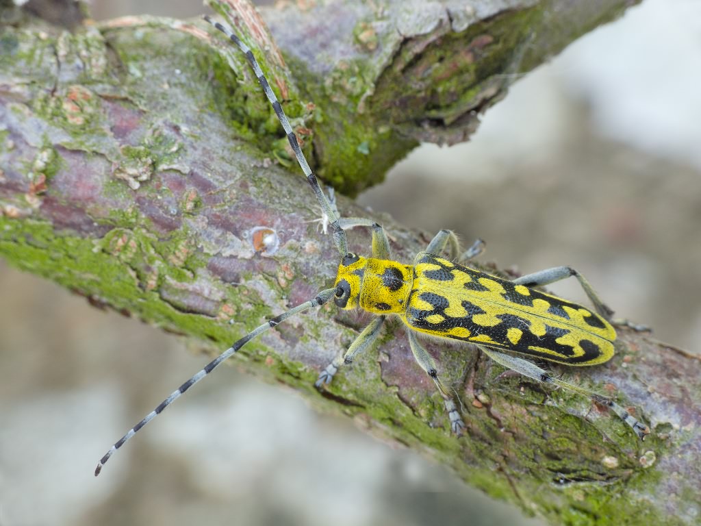 Saperda scalaris (Linnaeus, 1758)